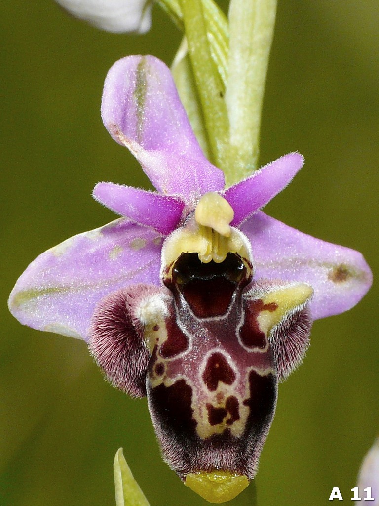 Ophrys dinarica (=Ophrys personata)  in Abruzzo